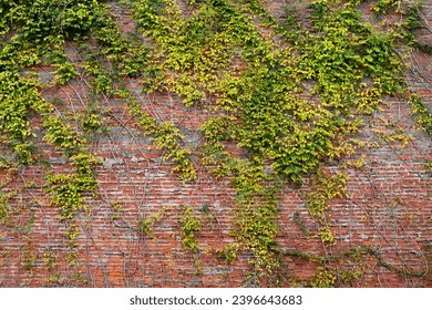 Green ivy covered red brick wall - Powered by Shutterstock