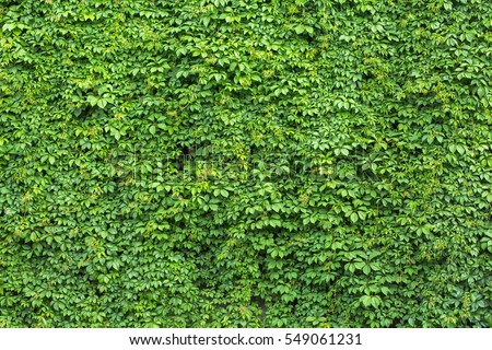 Green ivy covered wall as background image