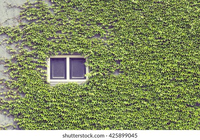 Green Ivy Covering Building Wall. Toned Filtered Image In Instagram Style