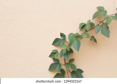 Green Ivy And Eggshell Wall Color