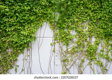 green ivy full of large leaves on a concrete modern house wall. Space for copy. Space for text. Ivy plants. Grapevine on a white background. modern concrete covered with plant forming a frame. - Powered by Shutterstock