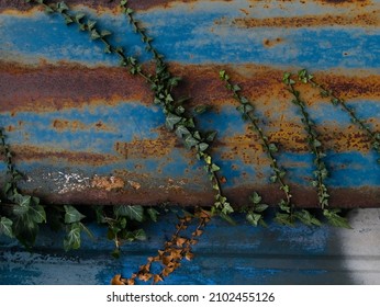Green ivy growing in adversity against a blue and rusty metal door, at Tring, in Hertfordshire, England.