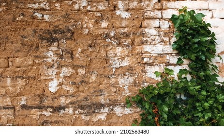 Green Ivy Growing Against Old Mudbrick Wall As Background