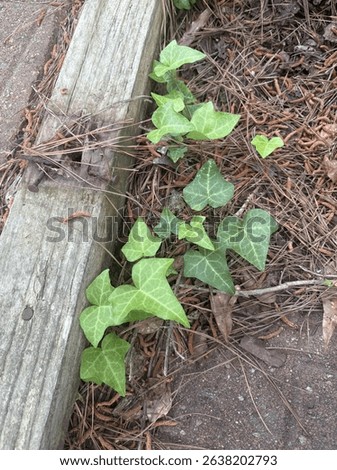 Green Ivy Growing Beside Weathered Wood and Pine Needle-Covered Ground