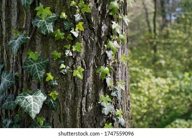 Green ivy growing on tree bark in park