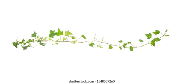 蔓草 の画像 写真素材 ベクター画像 Shutterstock