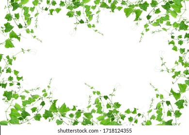 Ivy Border の画像 写真素材 ベクター画像 Shutterstock