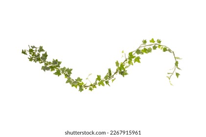 green ivy isolated on white background - Powered by Shutterstock