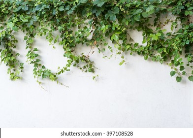 177,125 Green ivy background Images, Stock Photos & Vectors | Shutterstock