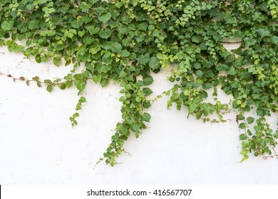 Ivy Leaves Isolated On White Background Stock Photo 87048998 | Shutterstock