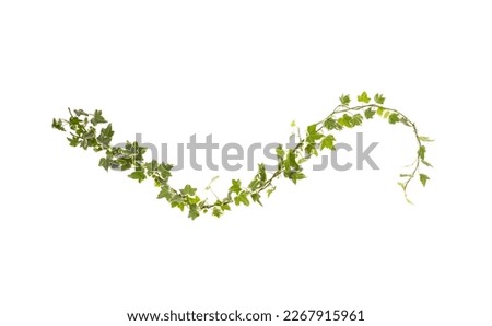 green ivy isolated on white background