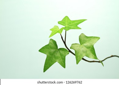 Green Ivy Leaf