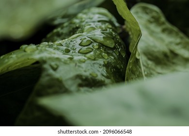 Green ivy leaf detail with rain drops texture and blurred corners