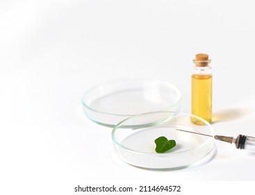 Green Ivy Leaf In A Petri Dish And A Syringe On A White Background. Flask With Vegetable Oil. Research In The Field Of Biology, Cosmetology. Laboratory Works.