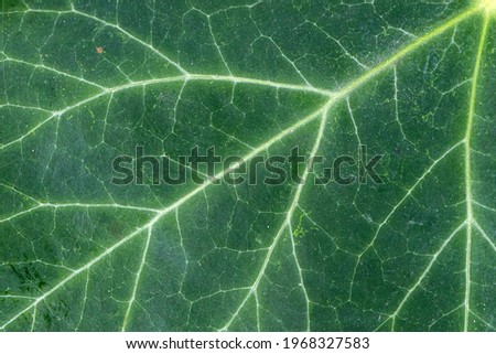 Green ivy leaf photosynthesis closeup, natural fractal pattern