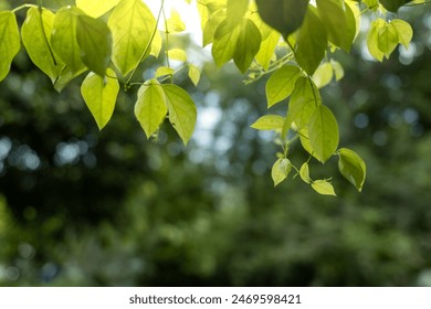 green ivy, Green leave ivy on top frame, green leave ivy  background, top tree in the natural background. - Powered by Shutterstock