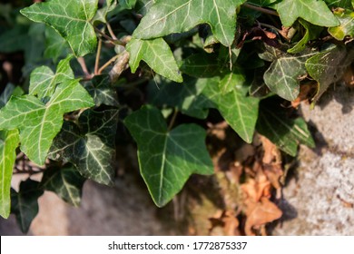 Green ivy leaves around the stone