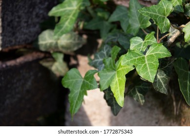 Green ivy leaves around the stone