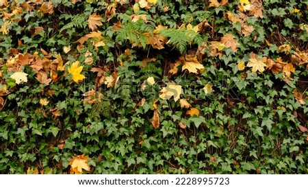 Green ivy leaves on wall or tree trunk in fall forest. Textured background of leaves. Green plant wall texture for backdrop design and eco wall and die-cut for artwork. A lot of leaves.