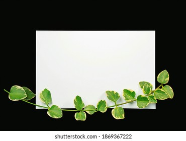 Green Ivy On Blank Notecard With Black Background