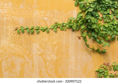 Green Ivy On Old Yellow Wall. Background