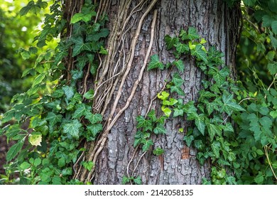 Green Ivy On A Tree Trunk Along The Henry Hudson Trail In Monmouth County New Jersey.