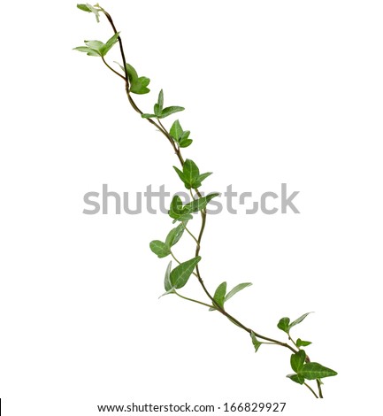 Green ivy plant close up isolated on white background 