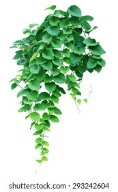 Green Ivy Plant, Nature Vine Leaves