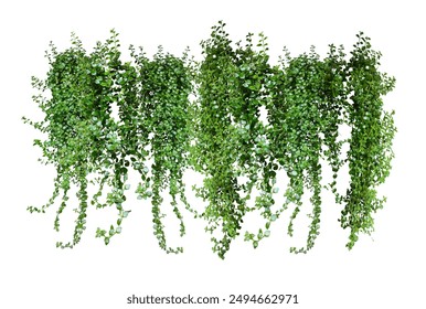 green ivy plant on a wall transparent background, green plants hanging from a tree on a png background,  a branch of a plant heart shaped leaf,