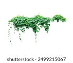 green ivy plant on a white background, green tree isolated on png, A Animal shaped create by natural creeper green leaves,a plant with green leaves hanging from wall