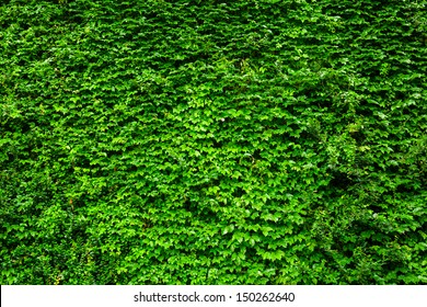 Green Ivy Wall