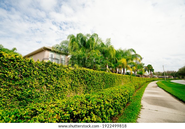 Green Ivy wall of a\
Florida community	