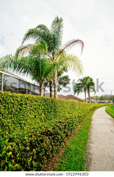 Green Ivy wall of a\
Florida community	