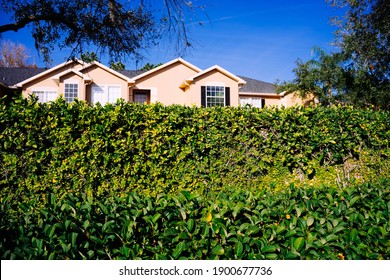 Green Ivy Wall And House