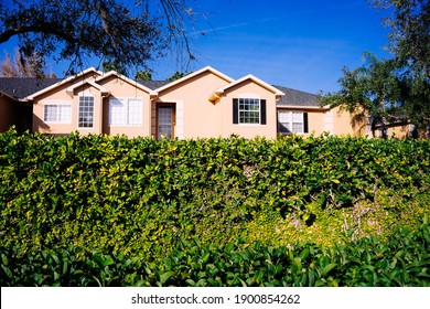 Green Ivy Wall And House