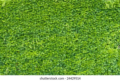 Green Ivy Wall.  Texture Or Background. A Lot Of Leaves.