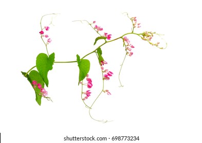 Green ivy withflo pink flowers isolated on white background.