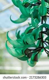 Green Jade Flower Cascade Tropical Growing Green Flora Nature