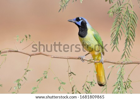 Green Jay (Cyanocorax luxuosus) perched, South Texas, USA