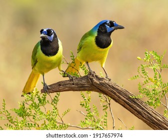 Green Jay on perch in South Texas