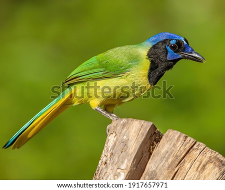 Green Jay on perch in South Texas