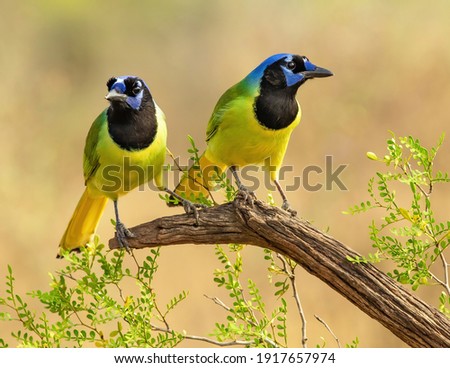 Green Jay on perch in South Texas