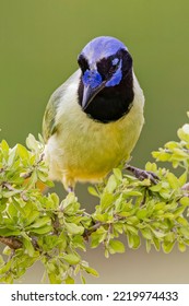 Green Jay. Rio Grande Valley, Texas