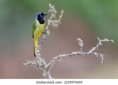 Green Jay. Rio Grande Valley, Texas