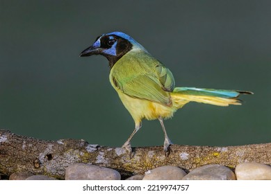 Green Jay. Rio Grande Valley, Texas