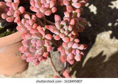 Green Jelly Bean Sedum (Sedum Pachyphyllum) That Changed Its Hue To A Pink One Because Of Prolonged Exposure To Sun Light