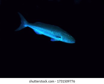 Green Jobfish In Arabian Sea, Baa Atoll, Maldives, Underwater Photograph  