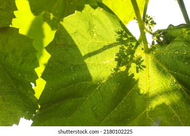 Green Juicy Fresh Leaves Of Grapes With Water Droplets, Grapevine. Sunny Foliage Shining Through The Leaves In A Home Garden. Growing Grapes For Winemaking. Agriculture, Horticulture, Farming Concept.