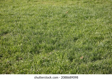 Green juicy grass on a pasture lawn at sunny summer day - natural background texture