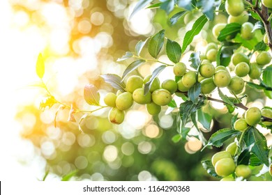 Wild Jujube Tree Hd Stock Images Shutterstock